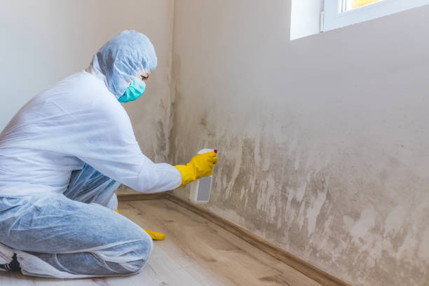 Best White Mold Remediation in Lawrence, KS