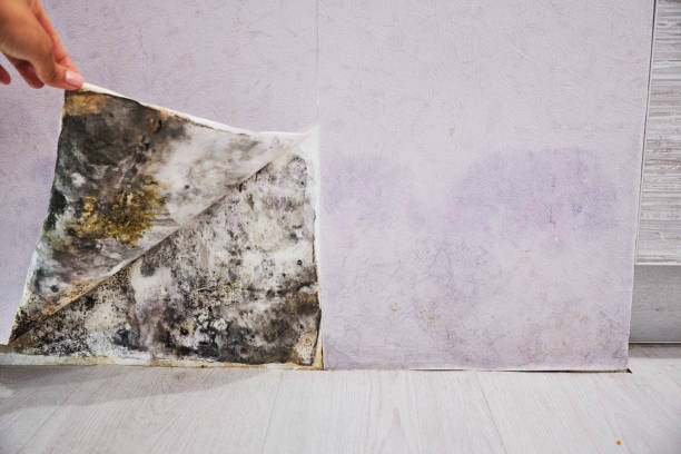 Best Kitchen Mold Remediation in Lawrence, KS